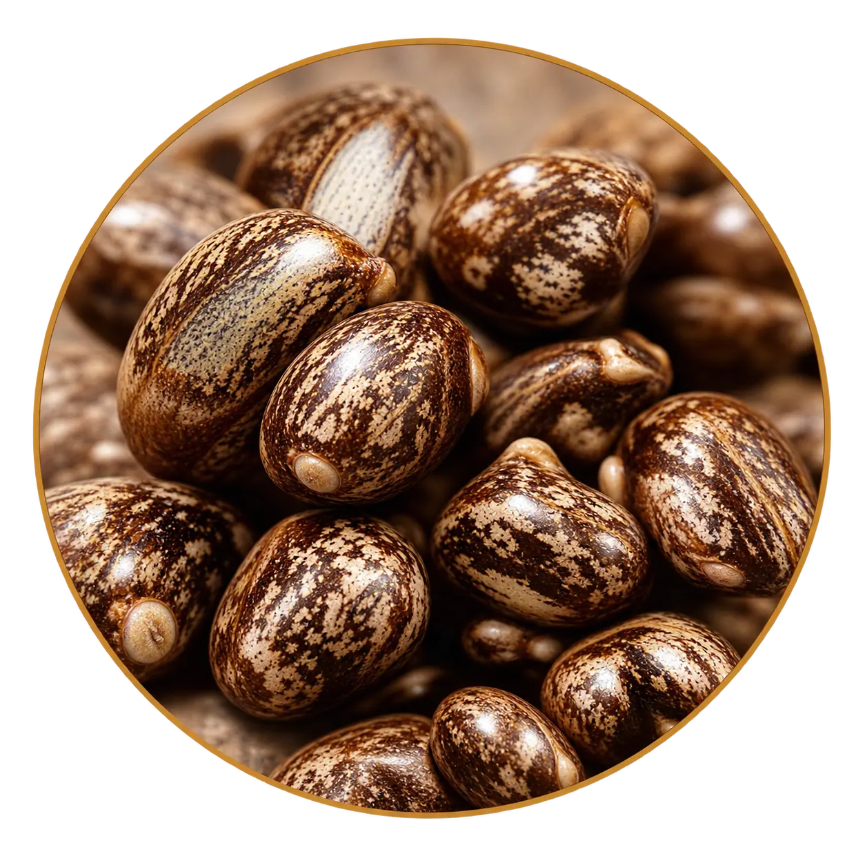 Organic castor beans in ÉFFIANEL hair oil