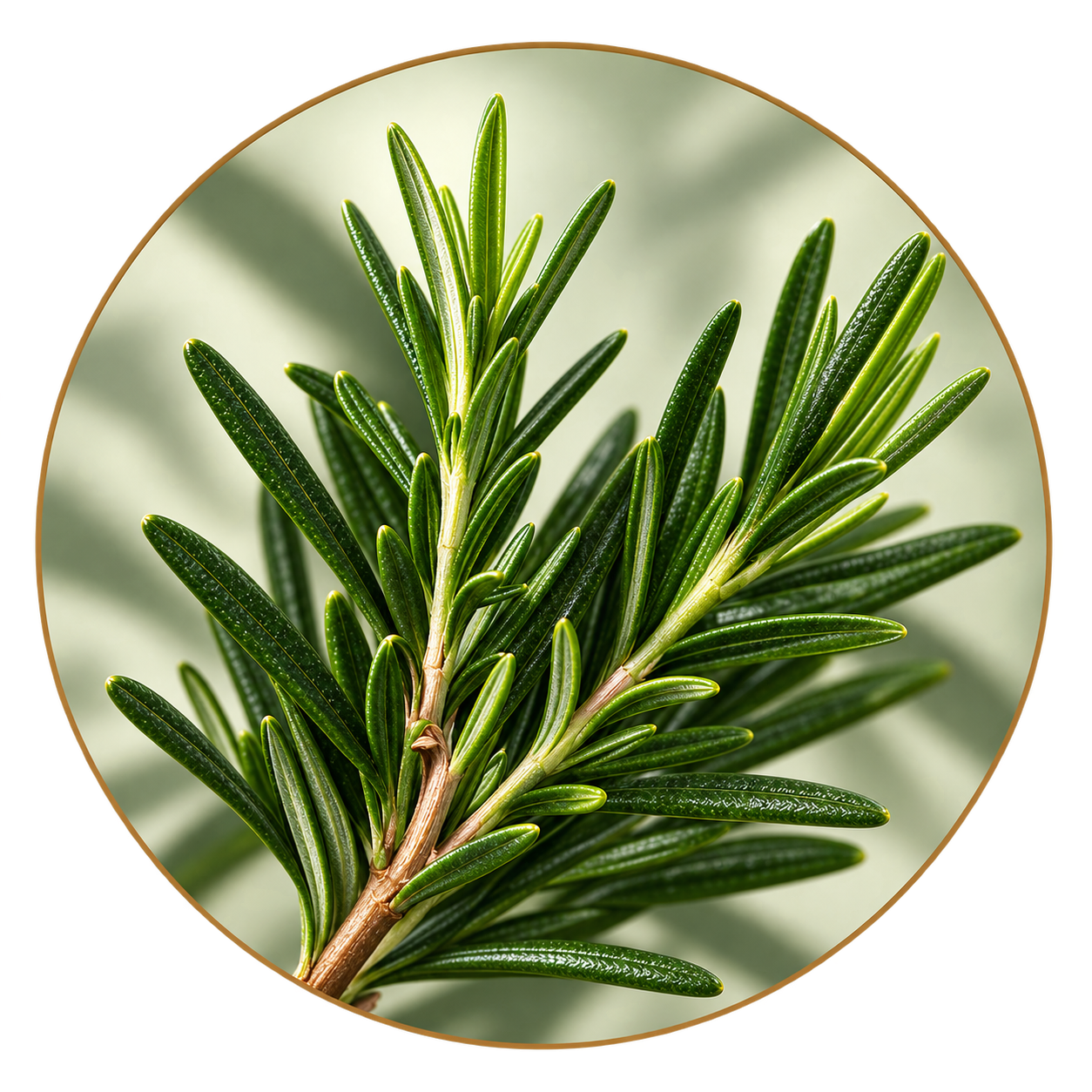 Fresh rosemary sprig