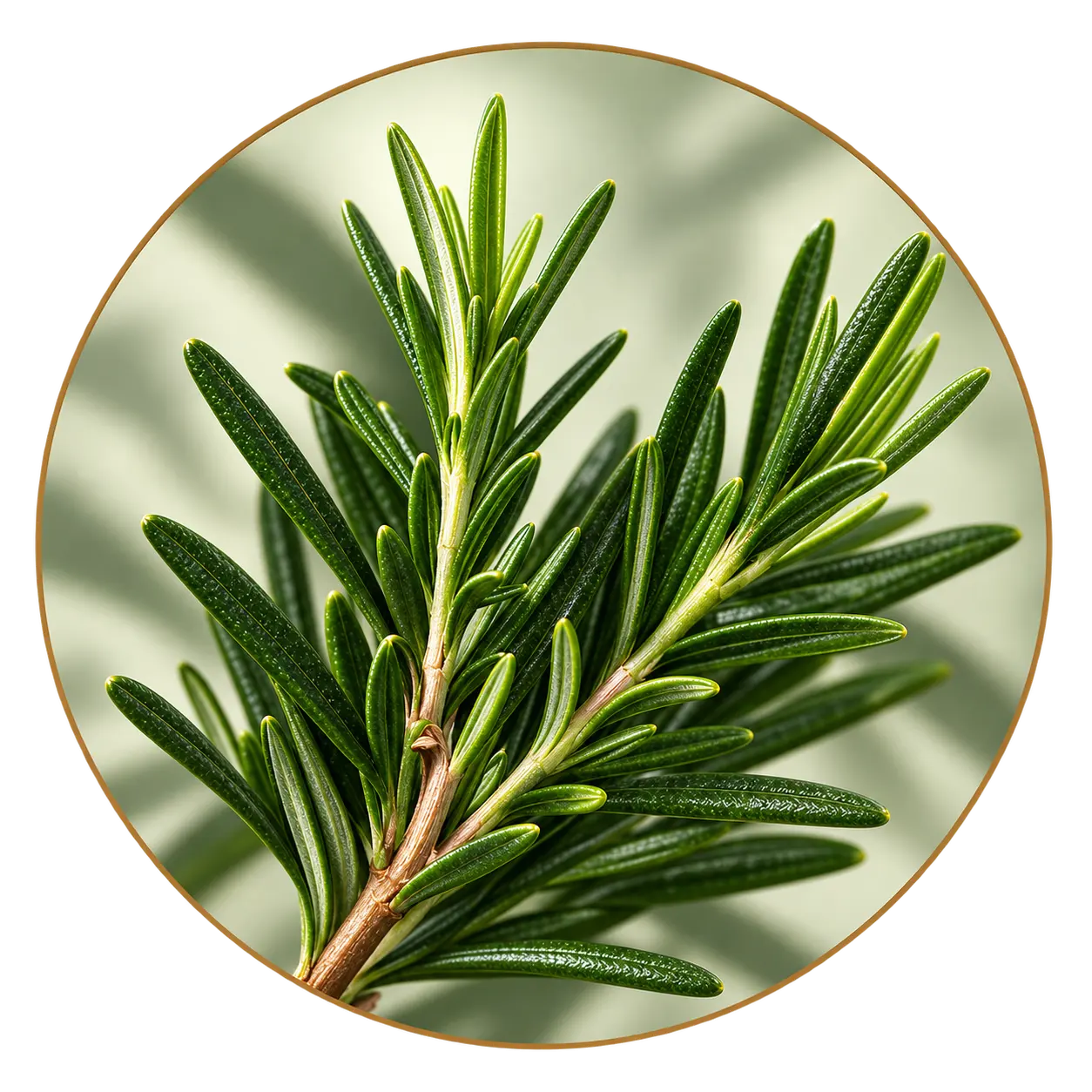 Fresh rosemary used in ÉFFIANEL rosemary scalp oil